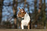 BASENJI 126